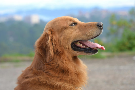 The Ultimate Guide to Choosing the Right Dog Harness