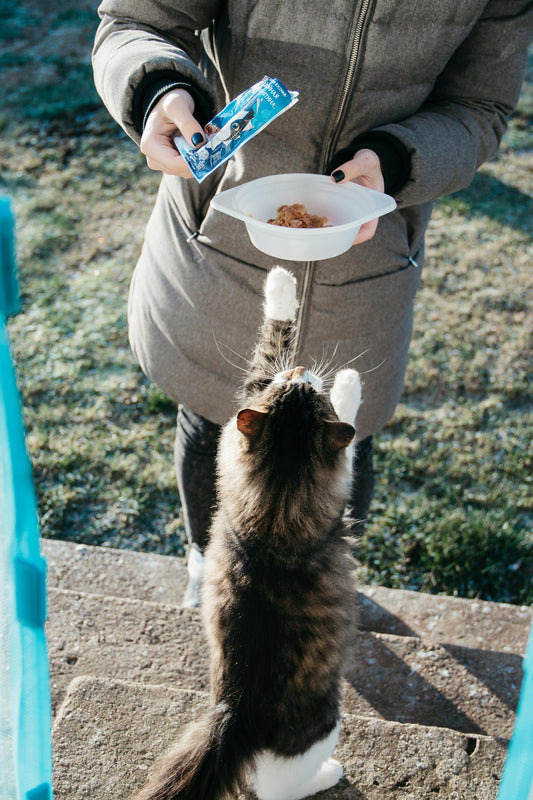 Top 7 Must-Have Pet Accessories Every Pet Owner Needs in 2025