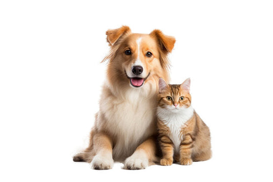 Pet News 2025: Why More Families Are Spending Big on Pet Happiness