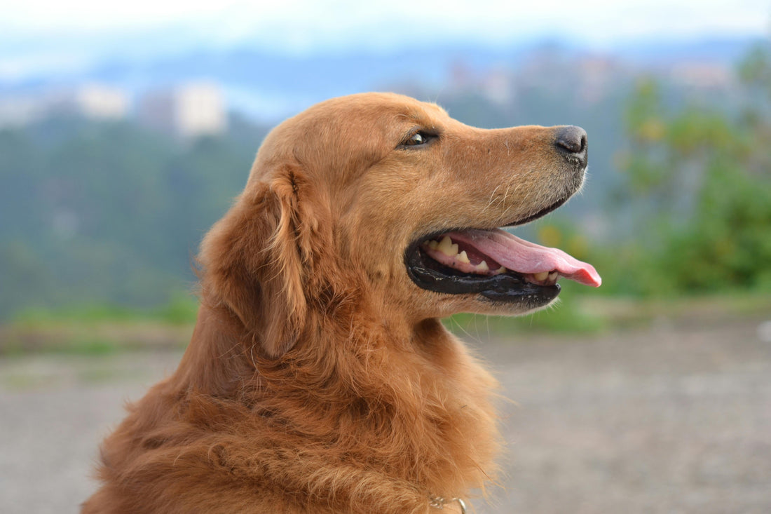 The Ultimate Guide to Choosing the Right Dog Harness