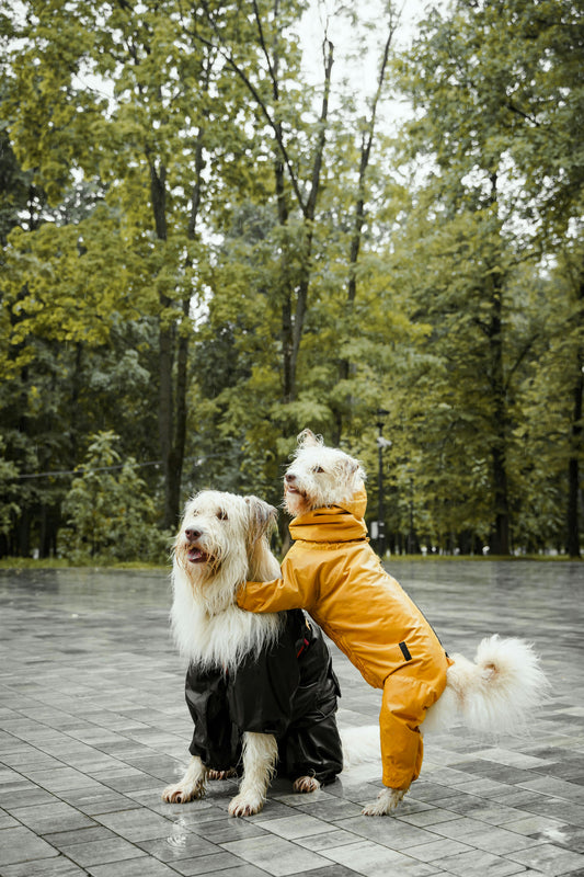 5 Simple Ways to Make Your Pet’s Life Happier Every Day 🐾