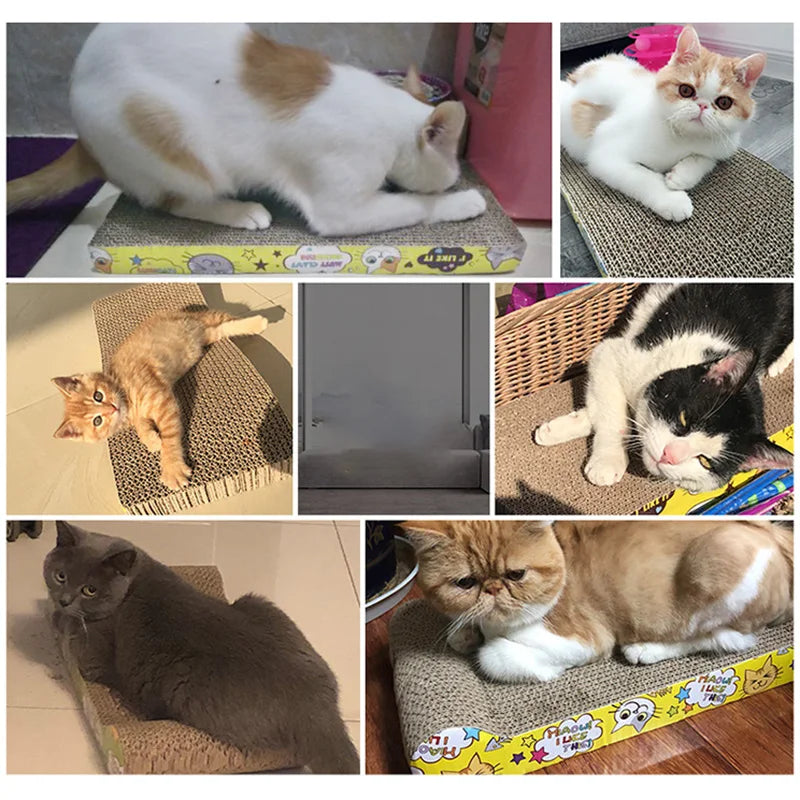 🐾 Cat Scratcher Bed 🛋️✨ Toy, Claw Sharpener & Sofa Cushion